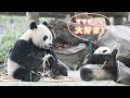 【一番幸せ】パンダちゃんにとって、ママと一緒にいるは最高だ! | iPanda パンダ楽園