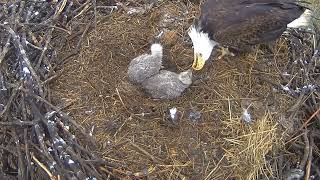 Xcel Energy Fort Saint Vrain Eagle Cam 28.04.2024