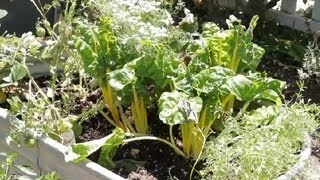 How Deep Must a Planter Box Be to Grow Carrots? : Garden Space