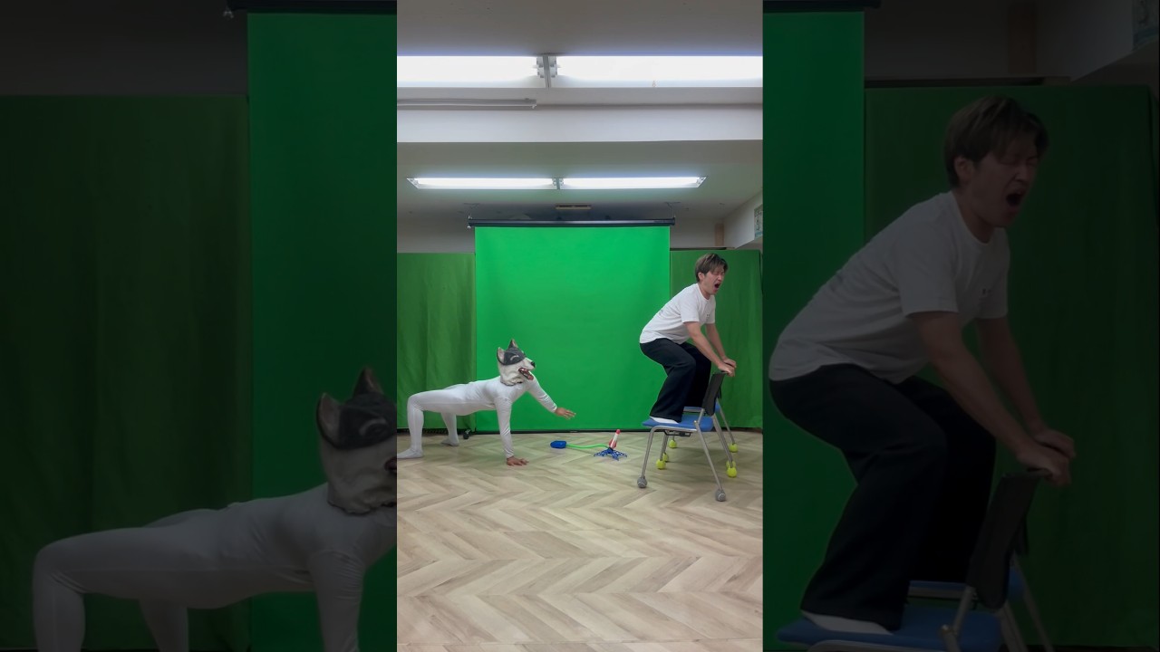 【Dogs punished with rockets】#dog #funny