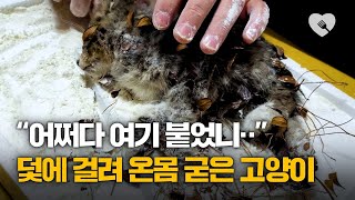 덫에 걸려 눈물을 글썽이는 새끼 고양이