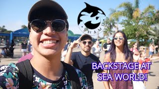 BEHIND THE SCENES AT SEAWORLD!