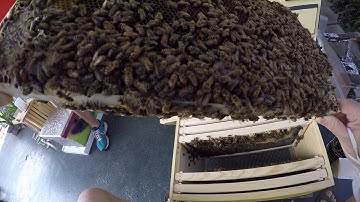 5 Day Inspection of New Queen