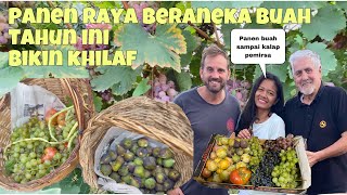 Panen Raya Tahun Ini, Panen Anggur, Panen Buah Plum &amp; Panen Buah Tin Di Kebun Paman Bule