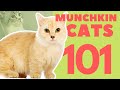 Munchkin Cats 101 : Breed & Personality の動画、YouTube動画。