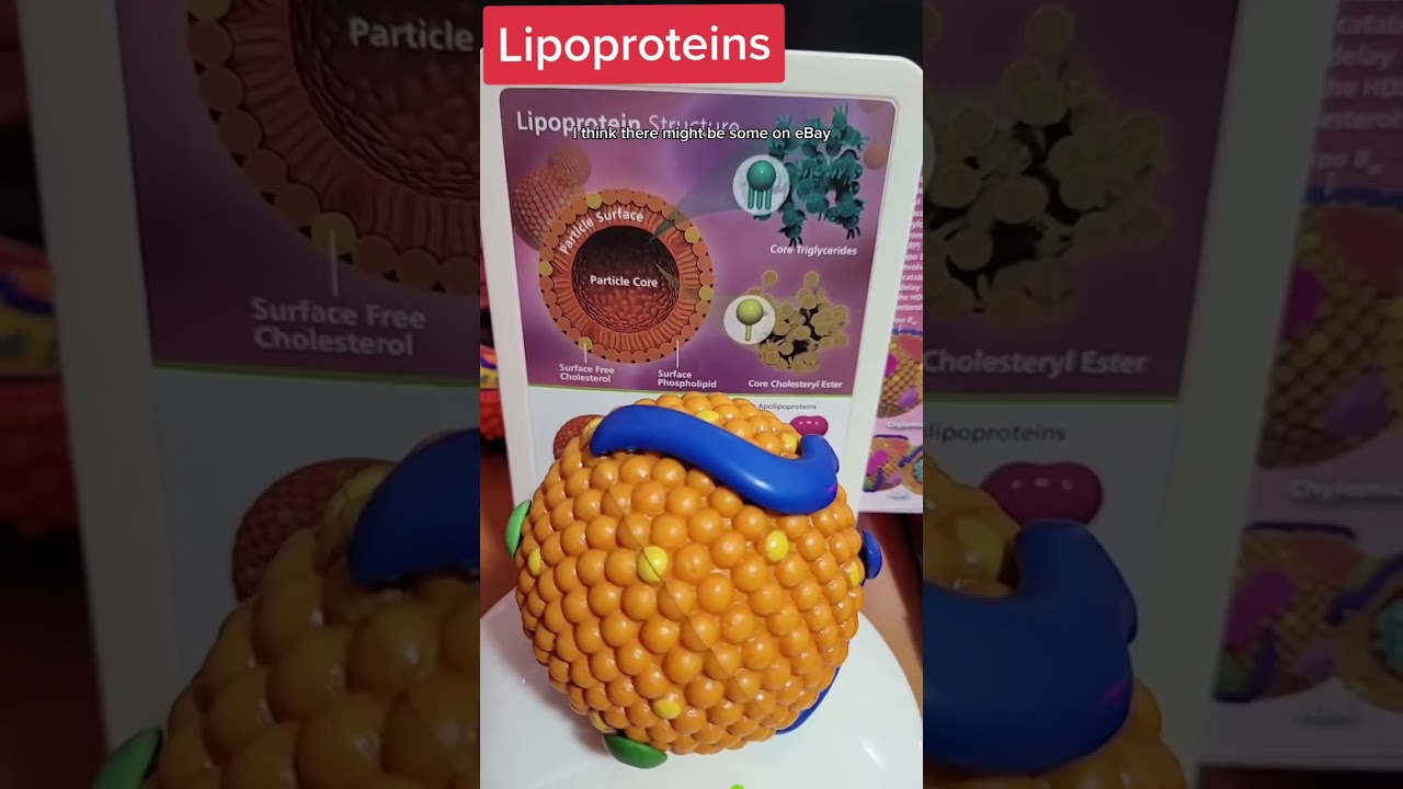 Dr Thomas Dayspring designed this Lipoprotein model