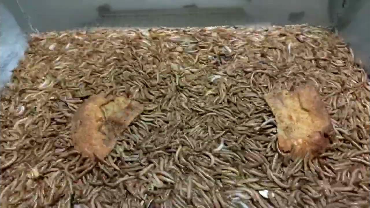 Mealworms vs french toast made by ayam cenami eggs. YouTube