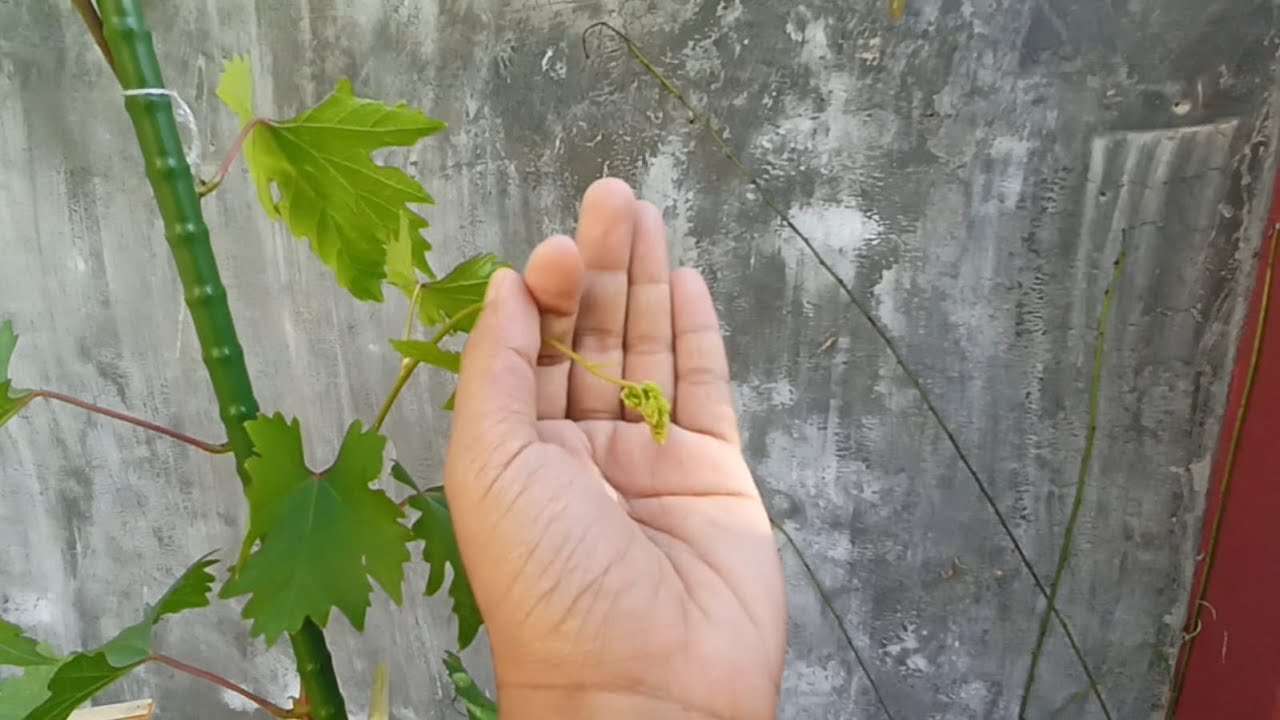 [Part 1] Membuahkan Anggur Dubovsky Pink | Anggur Super Genjah