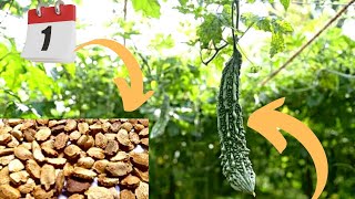 How to Grow Bitter Melon on Terrace and Garden I Bitter Gourd Benefits screenshot 3