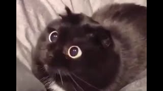 Cats Who Pounce! (A Compilation)