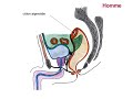 Anatomie  rectum et canal anal