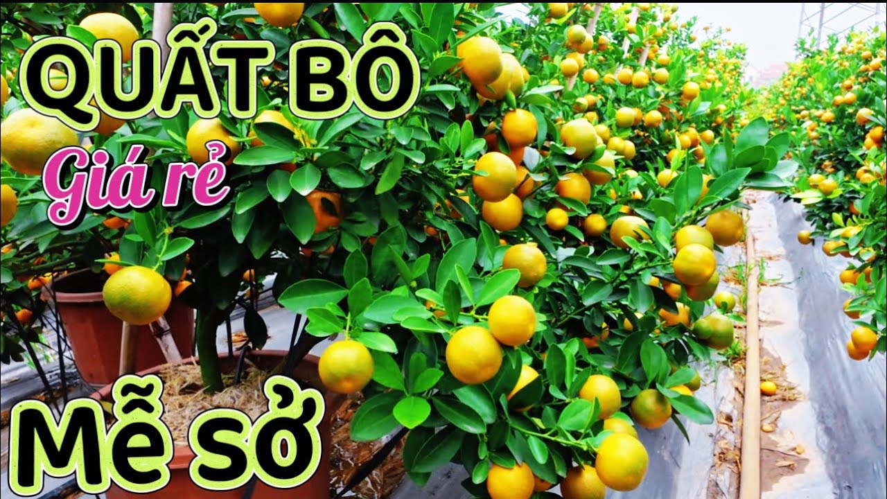 Quất Tết 2026 - MỄ SỞ VĂN GIANG HƯNG YÊN - ĐẸP XUẤT SẮC - Số Lượng Khủng 