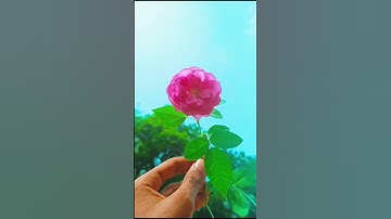 #جمعة#مباركة#سعد #الغامدي#سورة الكهف#