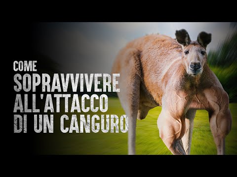 Video: Un canguro ti affogherebbe?