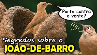 Os segredos do JOÃO-DE-BARRO! Ele faz a casinha contra o vento? Macho pode ficar viúvo para sempre? screenshot 2