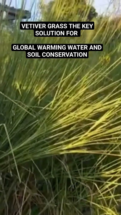 VETIVER BAMBOO GRASS TECHNOLOGY YOUR ANSWER TO GLOBAL WARMING. FOOD SECURITY CHALLENGES SUSTAINABLE