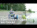 Темповая ловля на пикер | Рыбалка в городской черте