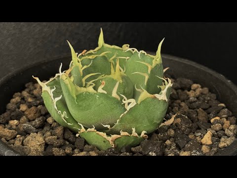 20241127 アガベ・チタノタ 緑水鬼(芽)-002｜agave green submariner