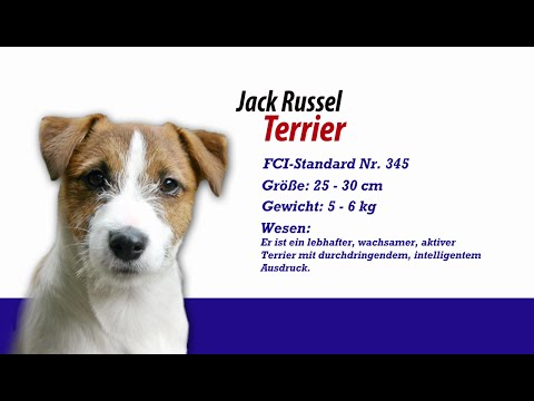 Meister PETz TV