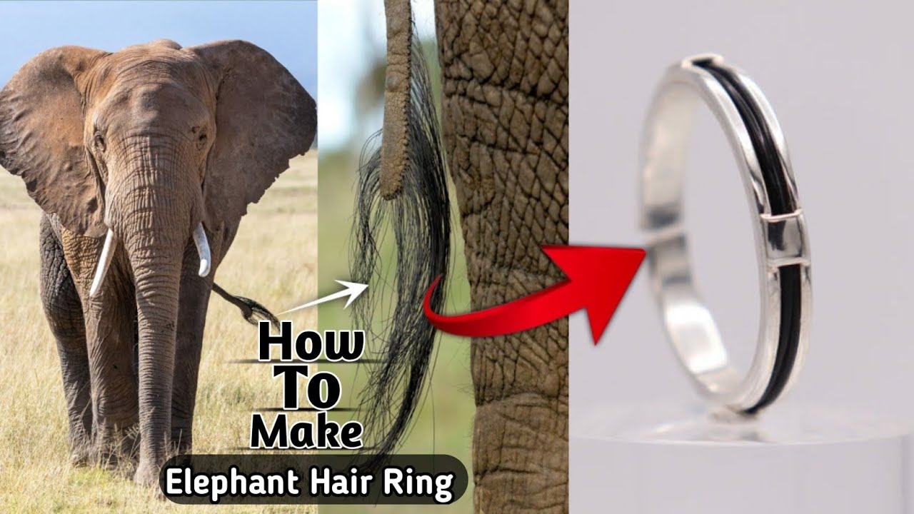 Sterling Silver Ring with Elephant (Tail) Hair Double – Nature Art Gallery  Thailand Jewelry