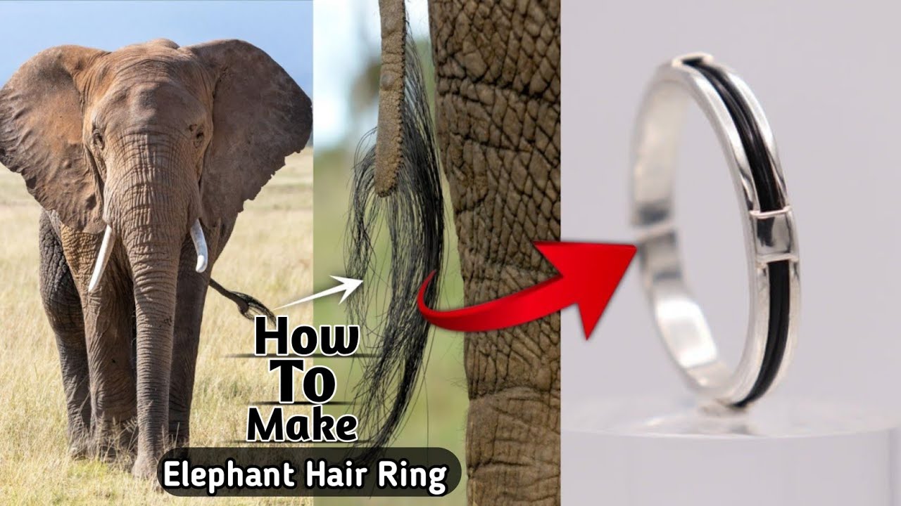 11 Elephant hair rings ideas  hair rings elephant hair jewelry hair  bracelet