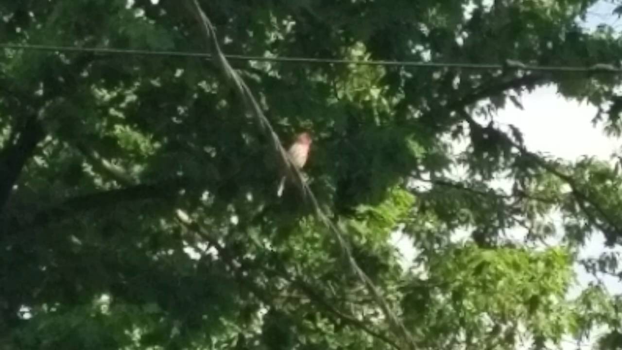 Cardinal Poop Cardinal pooping on a wire - YouTube