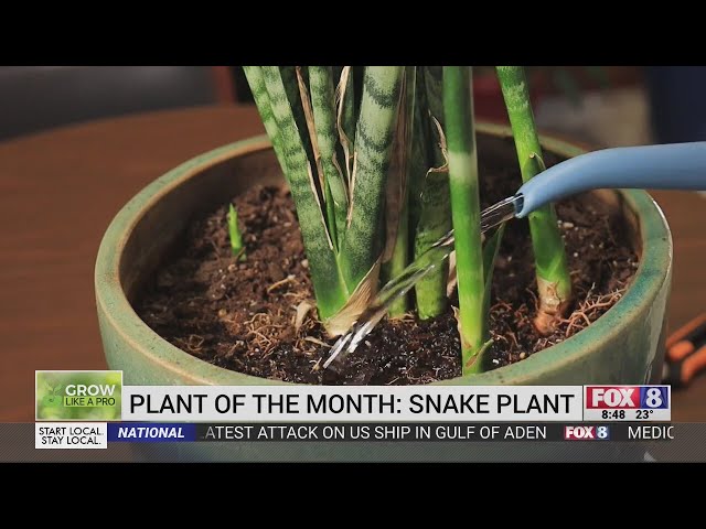 Meet our plant of the month, the snake plant! - YouTube