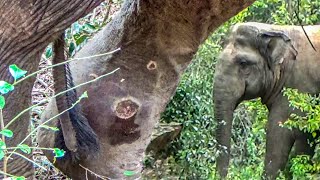 Incredible Elephant Rescue: Wild Life Team Takes Action to Save a Huge Wound on the Leg@TheWildTube by The Wild Tube 1,727 views 1 year ago 8 minutes, 52 seconds