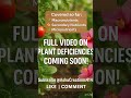Why Are Leaf Centers Turning White? 🌿 #Micronutrients #PlantCare #AshuCreations414