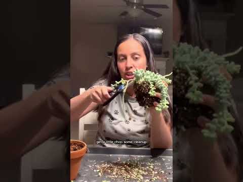 Wideo: Ogon Burro Roślina doniczkowa: Uprawa i opieka nad kaktusem Burro's Tail