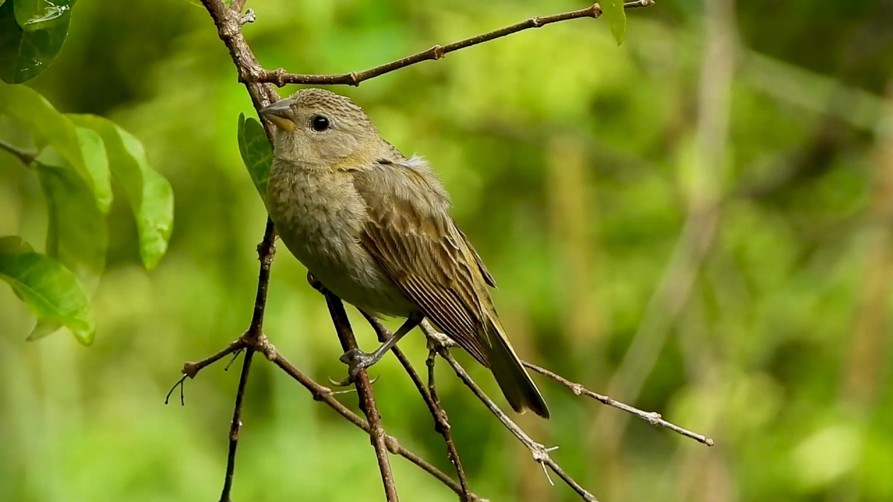 Canário-da-terra: Canto! (Sicalis flaveola), Saffron Finch, Livre na Natureza, Natureza Bonita!