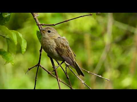 Canário-da-terra: Canto! (Sicalis flaveola), Saffron Finch, Livre na Natureza, Natureza Bonita!