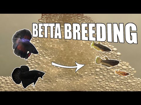 Betta Breeding Log (Part 1)