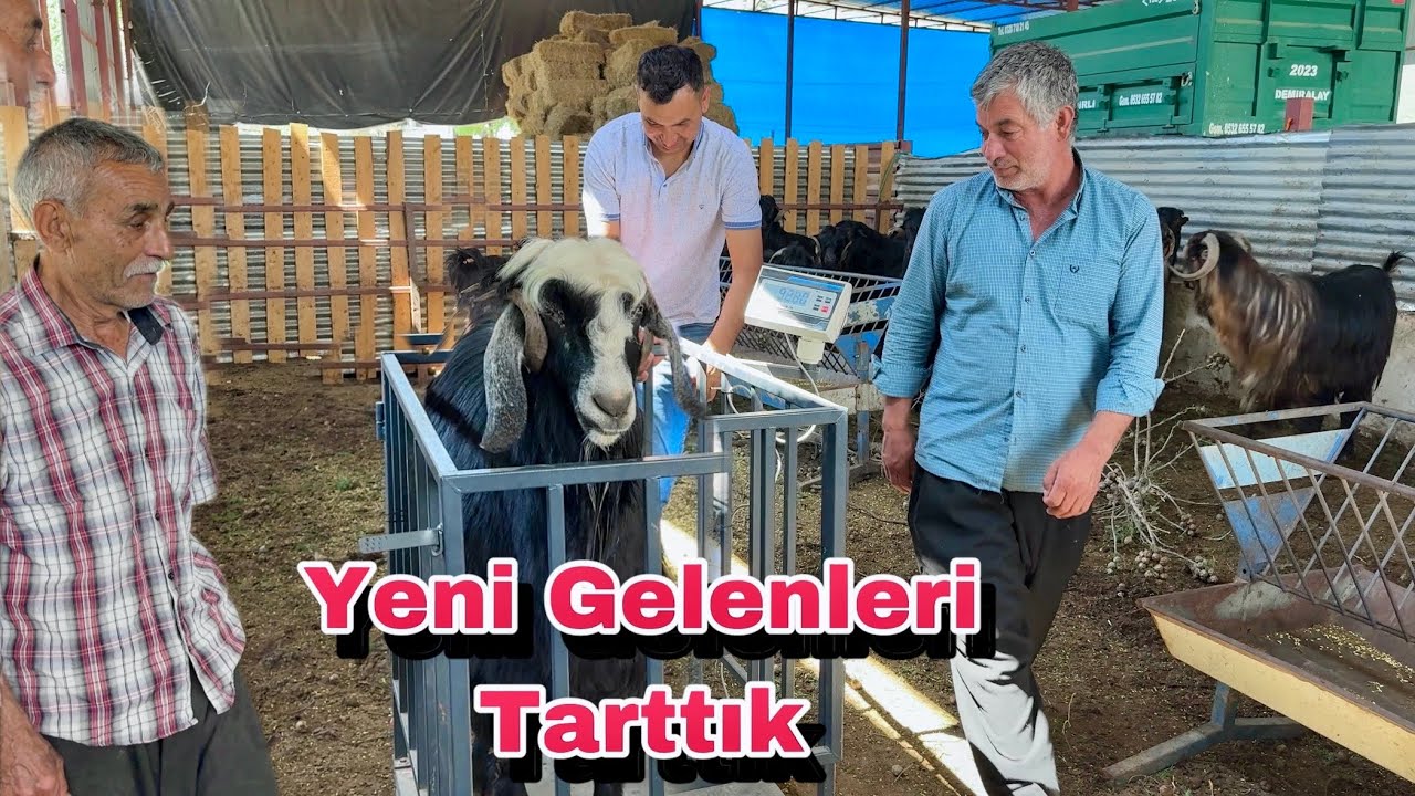 YENİ GELEN KURBANLIKLARI TARTTIK   | KURBANLIK SATIŞI 2025 - Osmaniye