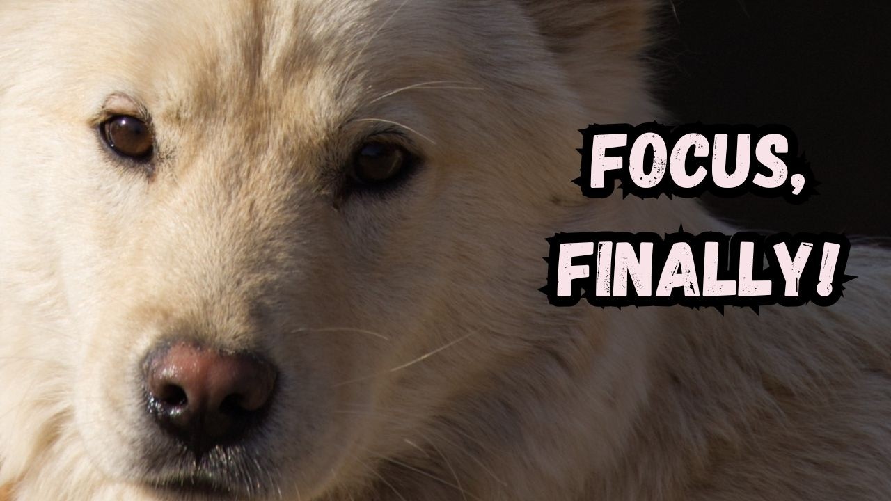 Ваша спасенная собака обращает внимание на все, КРОМЕ ВАС? Сделайте вот что.