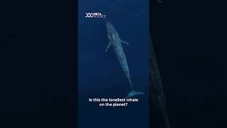 Is this the loneliest whale on Earth?