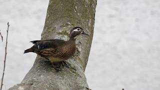 Wood Duck Courtship-Springtime Fancy