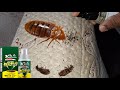 How I Removed Bed Bugs Naturally Using This Herbal Spray | Step-by-Step