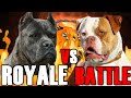 Cane Corso vs American Bulldog | American Bulldog vs Cane Corso | Powerful Guard Dog?