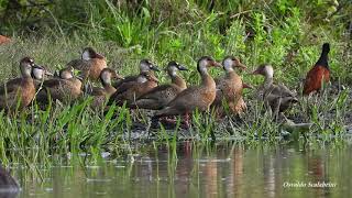 MARRECA-ANANAÍ bando (AMAZONETTA BRASILIENSIS), BRAZILIAN TEAL, PÉ-VERMELHO