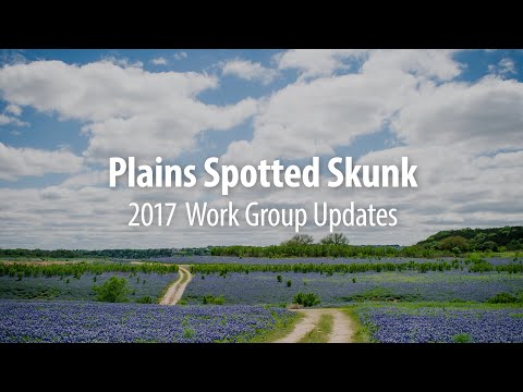Plains Spotted Skunk: