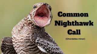 Common Nighthawk Call Common Nighthawk Sound