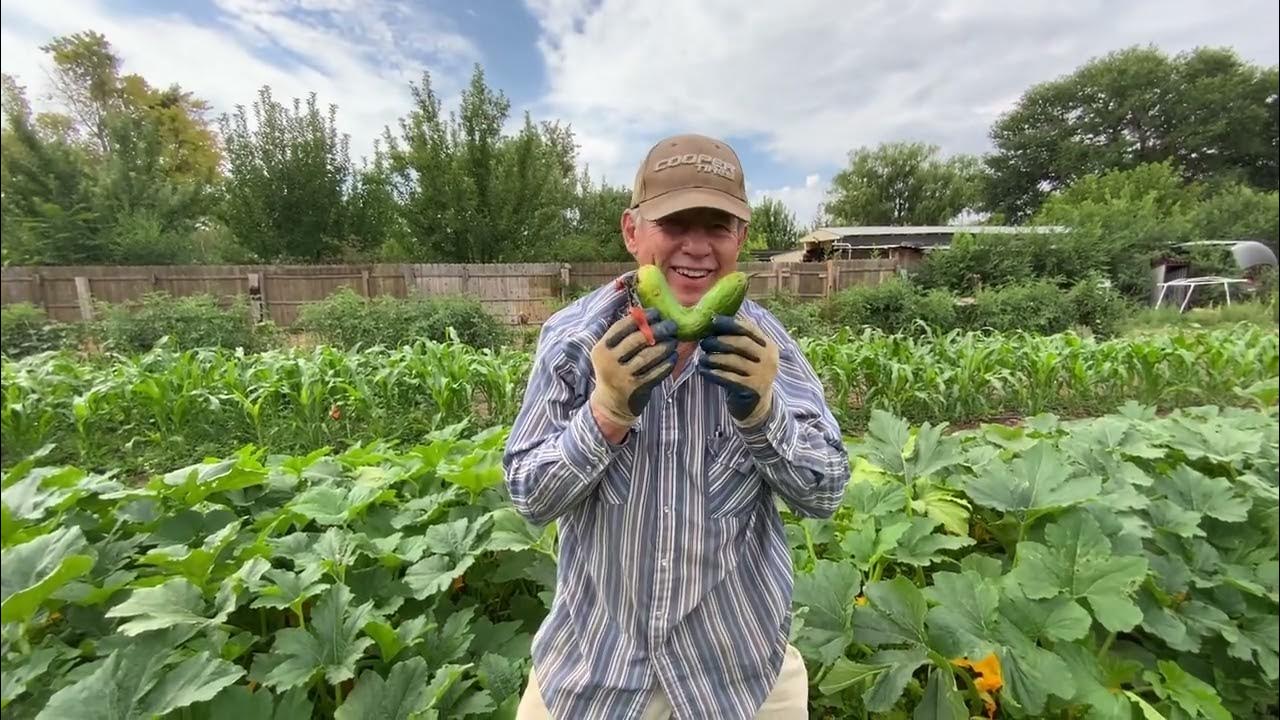 Harvest day Cucumbers, Squash, SQUASH BUGS! YouTube