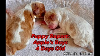 Puppy Report: Apple's Boys  4 Days Old