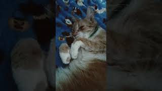 My Baby Buddy Marie...