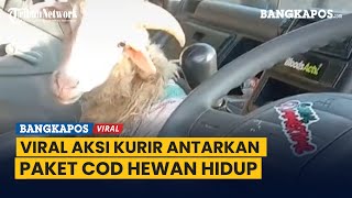 Viral Kurir Antarkan Paket COD Hewan Hidup, Warganet: Siapa Sih yang Pesan