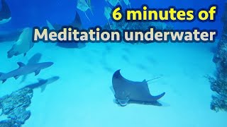 Meditation undewater 6 minutes. Aquarium with fish & The Best Relaxing Music. Медитация 6 минут by Ana Way 75 views 2 years ago 6 minutes, 26 seconds