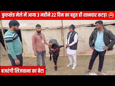 कुरुक्षेत्र मेले में आया 3 महीने 22 दिन का बहुत ही शानदार कटड़ा 🤩 | बजरंगी लिजवाना का बेटा 🏆