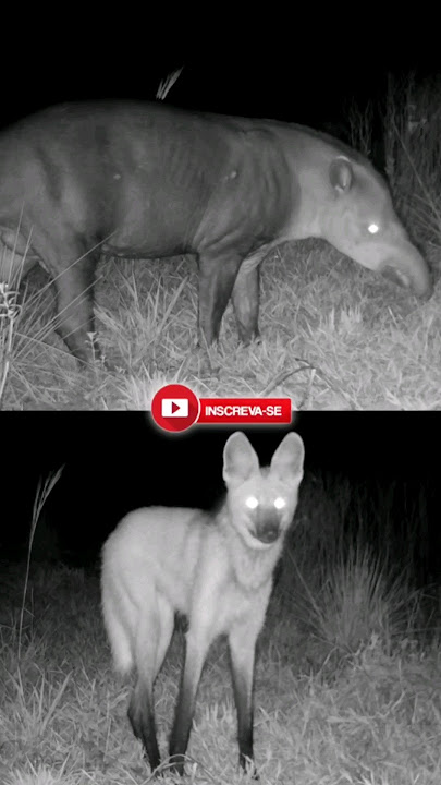 Você conhece esses animais recordistas?