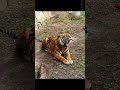Big kitty yawn! My favorite animal! Tigers melt my heart and I just want to snuggle and love on